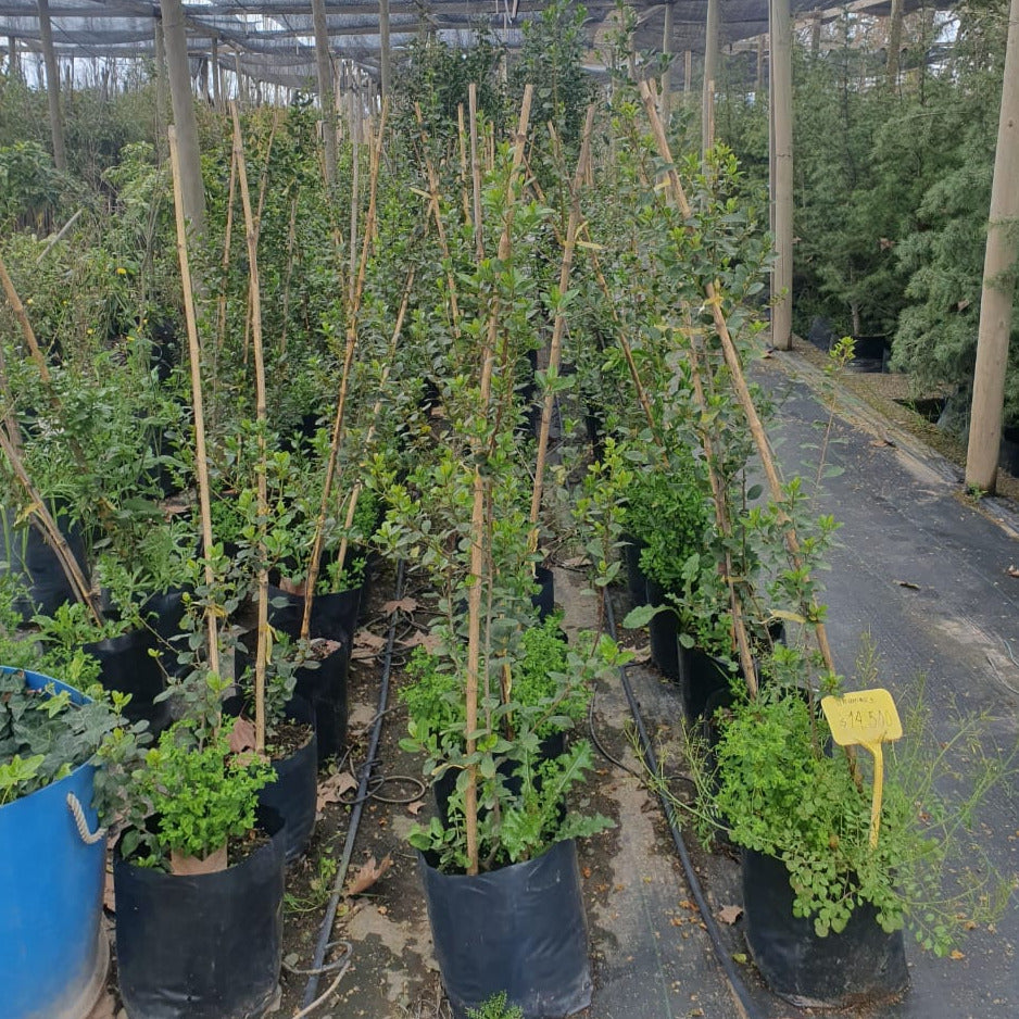 Rhamnus - Rhamnus Alaternus