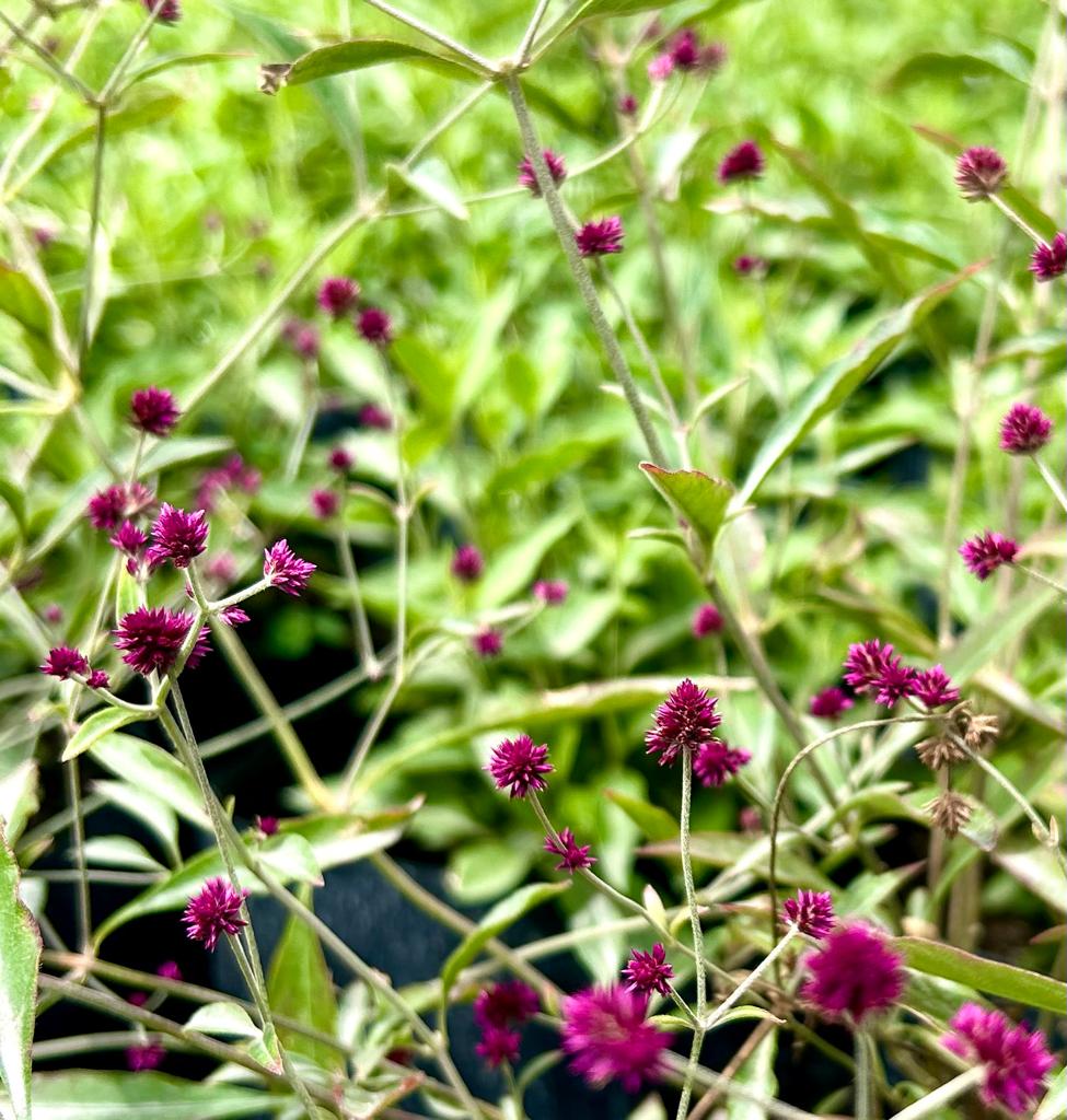 Ruby- Alternathera porrigens