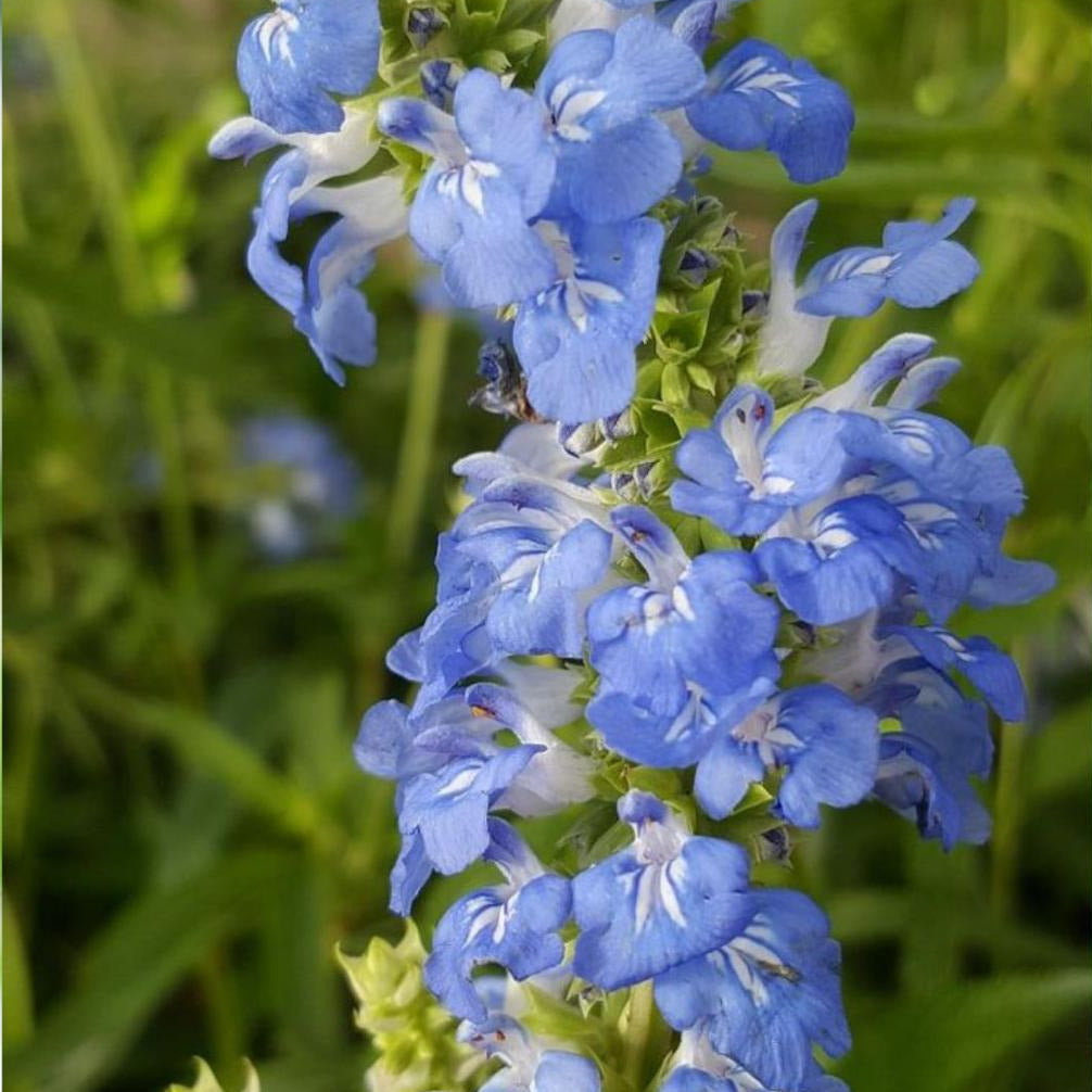 Salvia Uliginosa