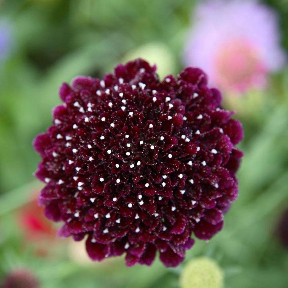 Scabiosa atropurpurea color Burdeo -Viudita- Black night