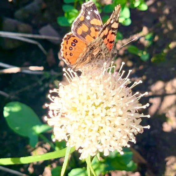 Scabiosa atropurpurea color crema-Butter cream