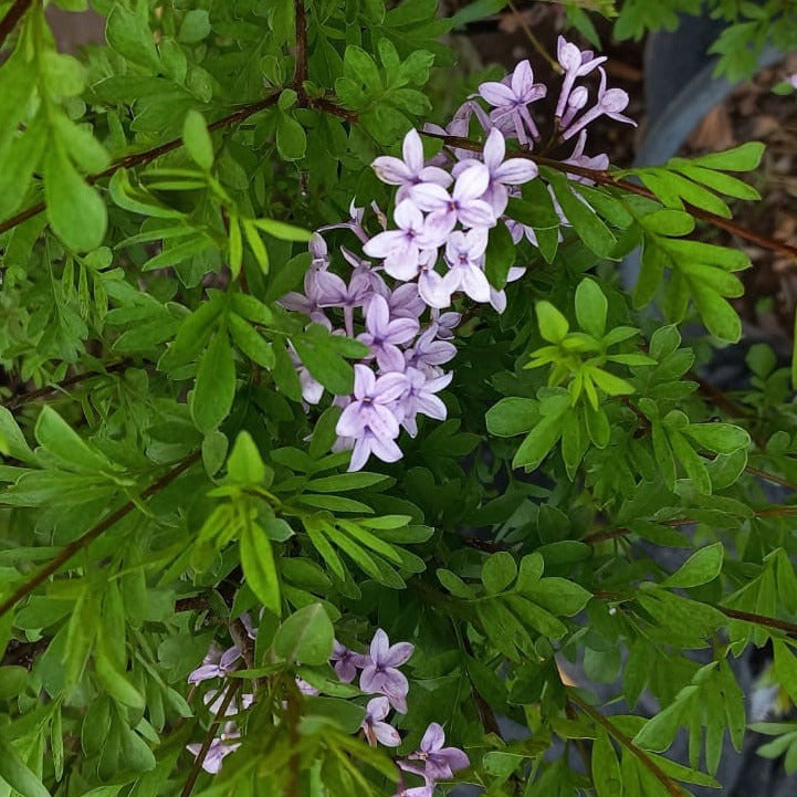 Syringa pérsica- Lila japónica lila