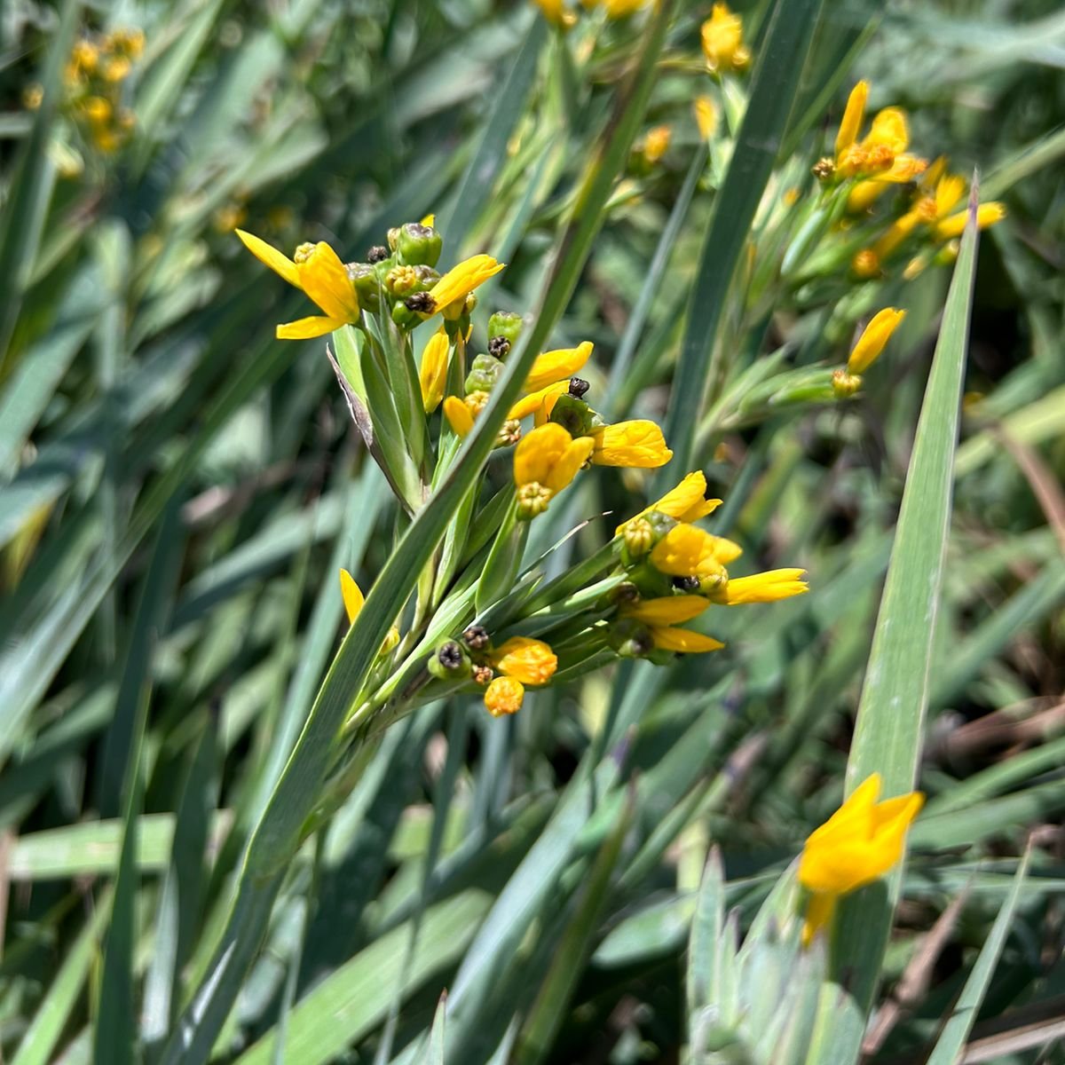 Sisyrinchium palmifolium- Sisyrinchium macrocephalum