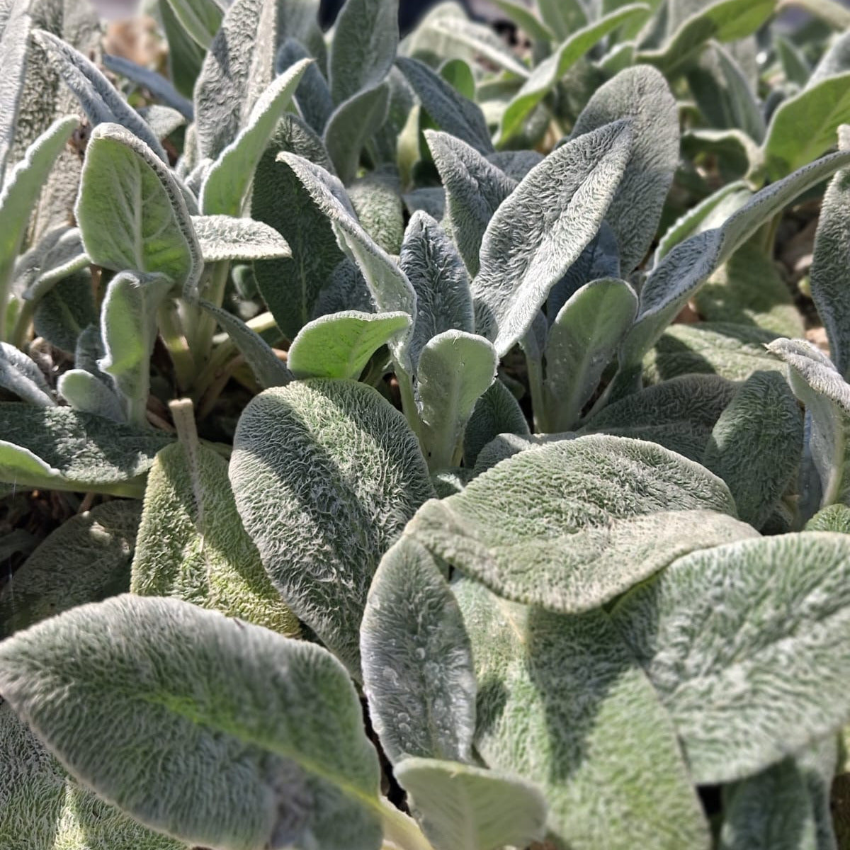 Stachys lanata- Stachys Bizantina- Oreja de liebre – Oreja de conejo