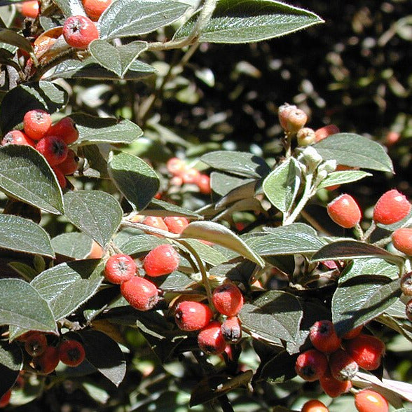 Cotoneaster Pannosus