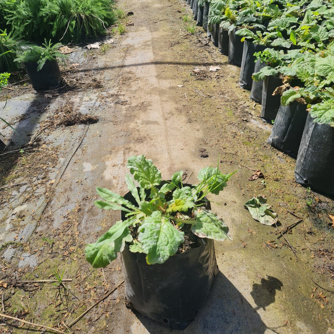 Vara de Marmol-Llaupangue- Francoa appendiculata