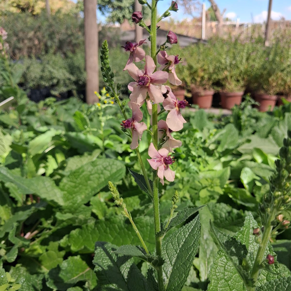 Verbascum Southern Charm