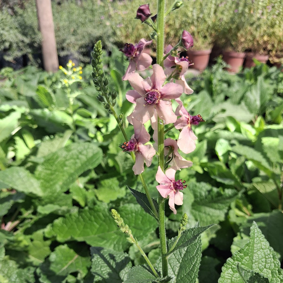 Verbascum Southern Charm