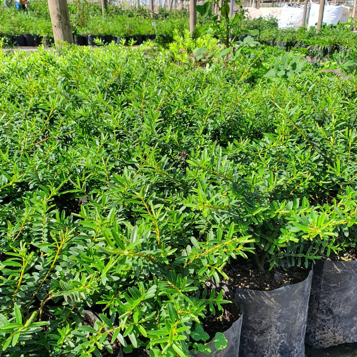 Hebe postrata-Verónica postrata