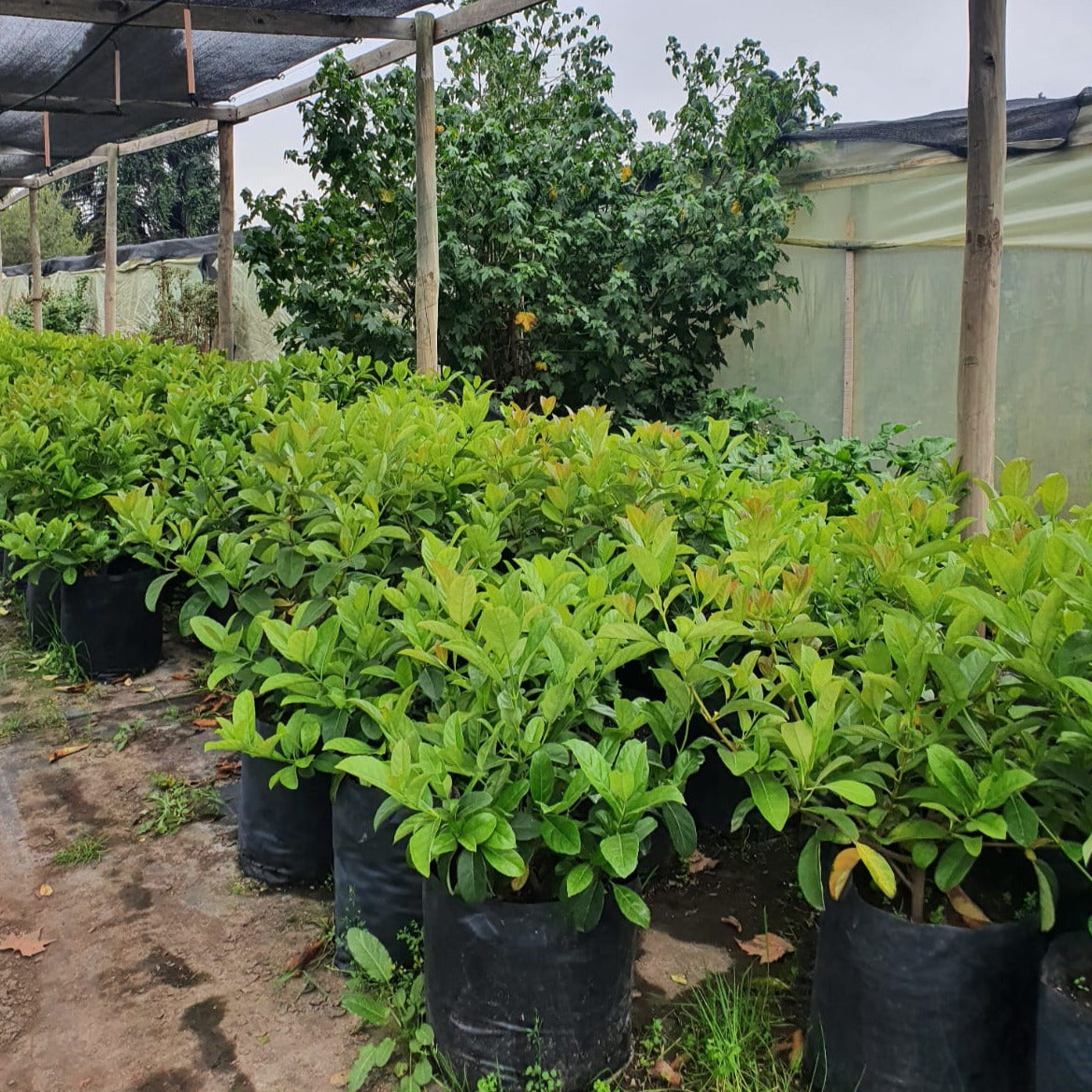 Viburnum Mascantha - Viburnum Mascantha (Mediano)