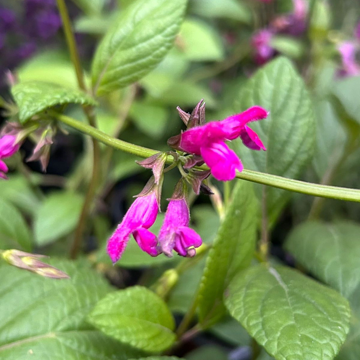 Salvia chiappensis