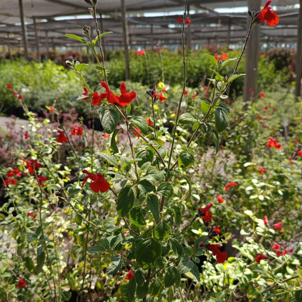 Salvia Greggi