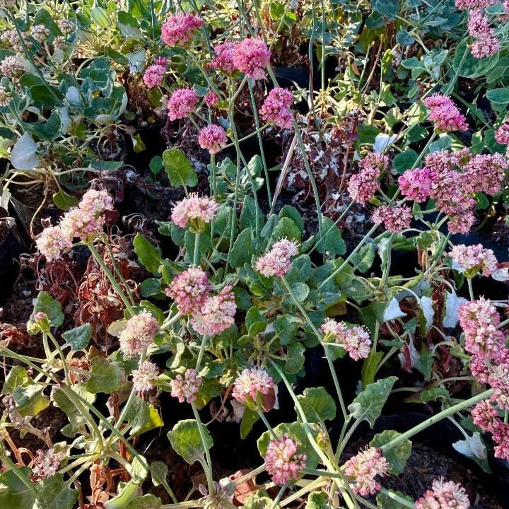 Eriogonum rubescens- Trigo sarraceno