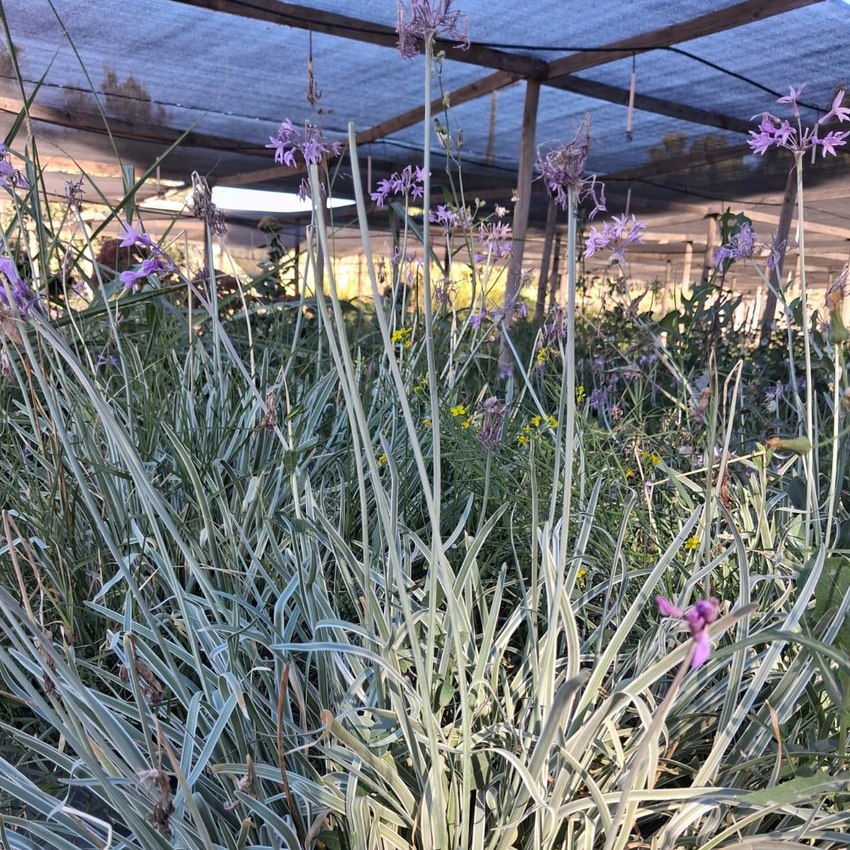 Thulbagia violácea ¨variegatta¨- Allium Variegado
