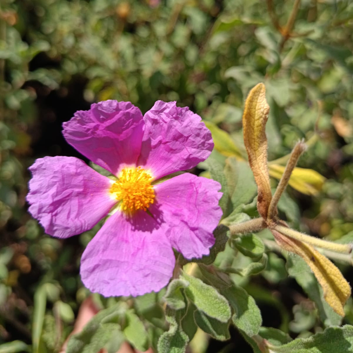 Cistus arbustivo- Cistus Creticus
