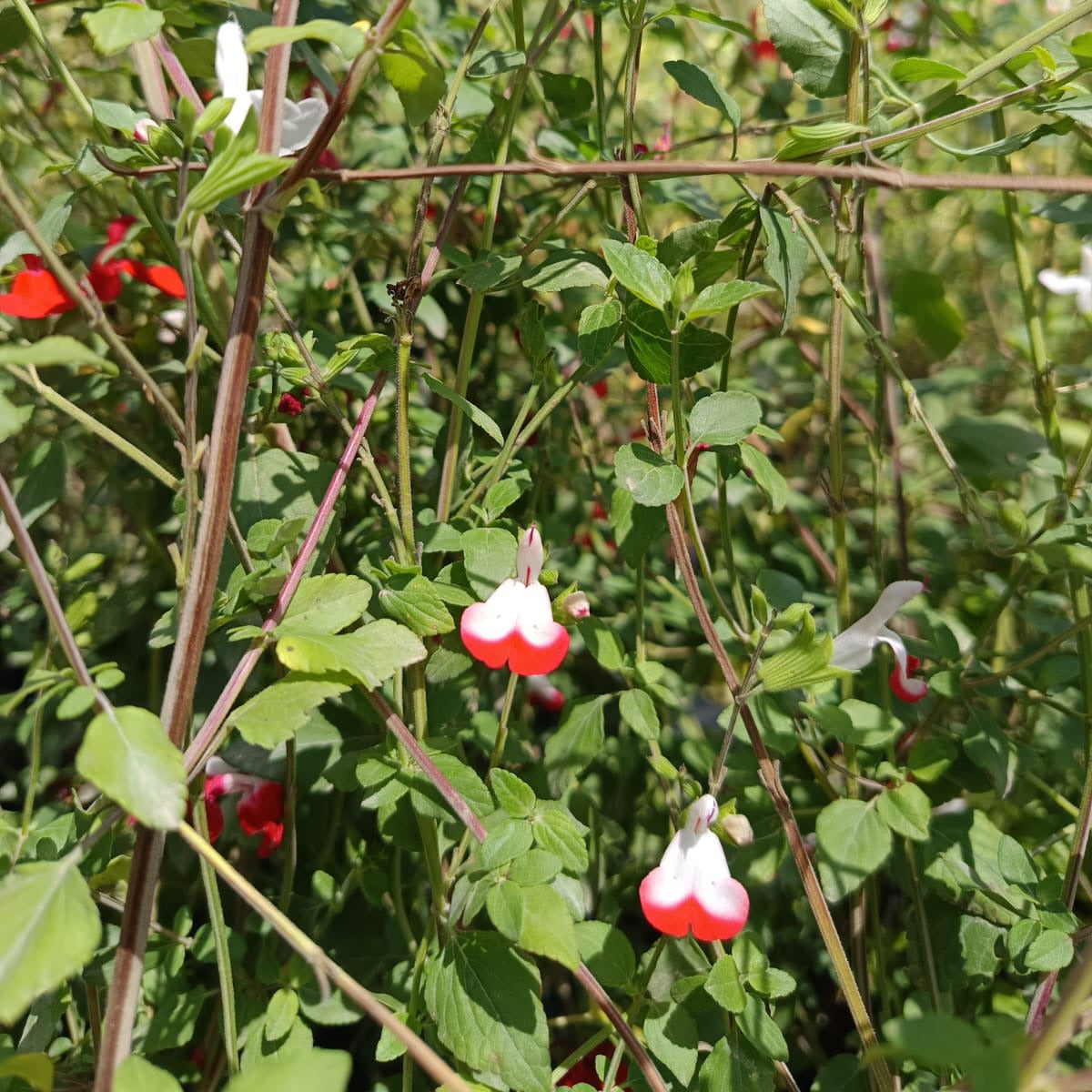 Salvia Coccinea bicolor