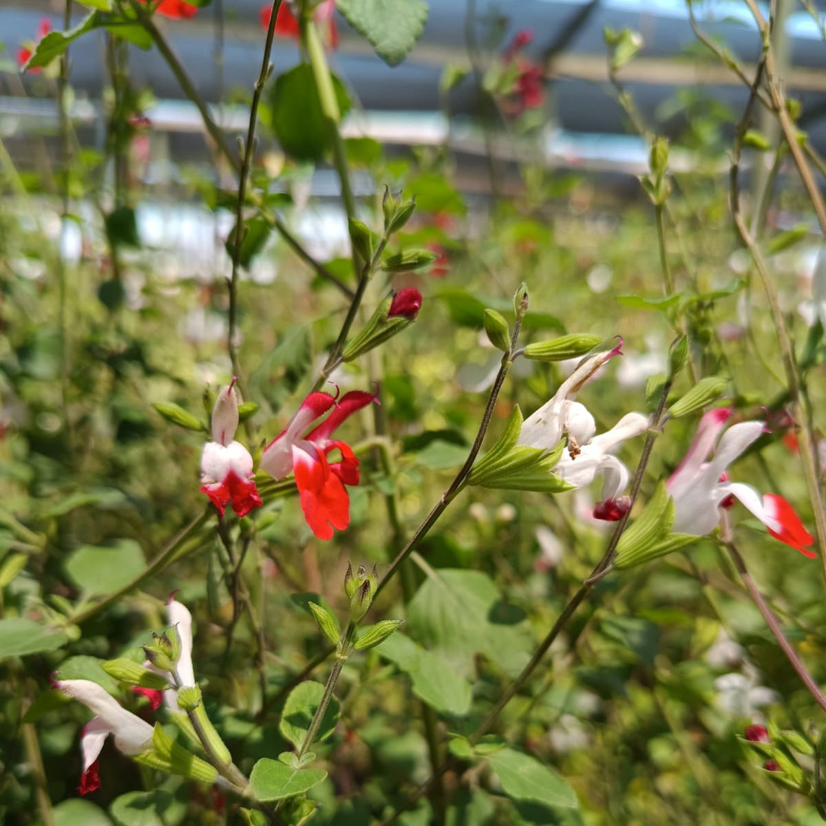 Salvia Coccinea bicolor