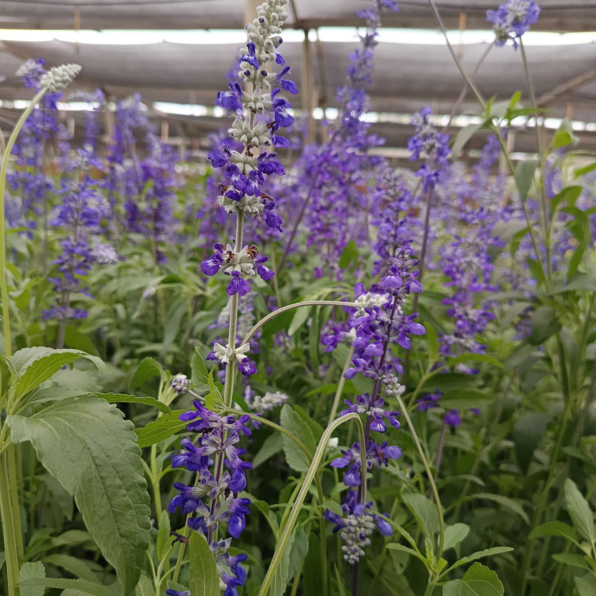 Salvia farinacea