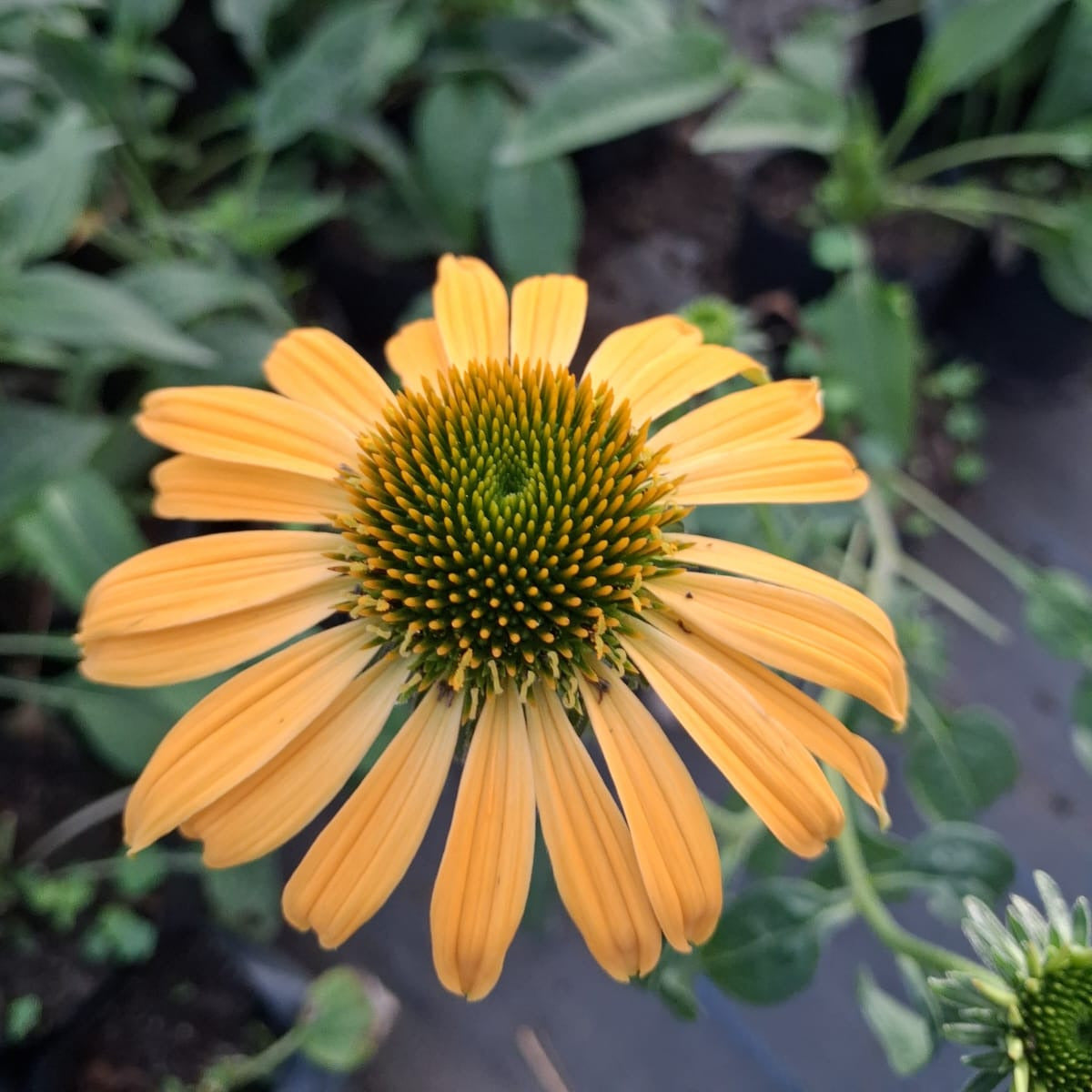 Echinacea - Echinacea purpurea