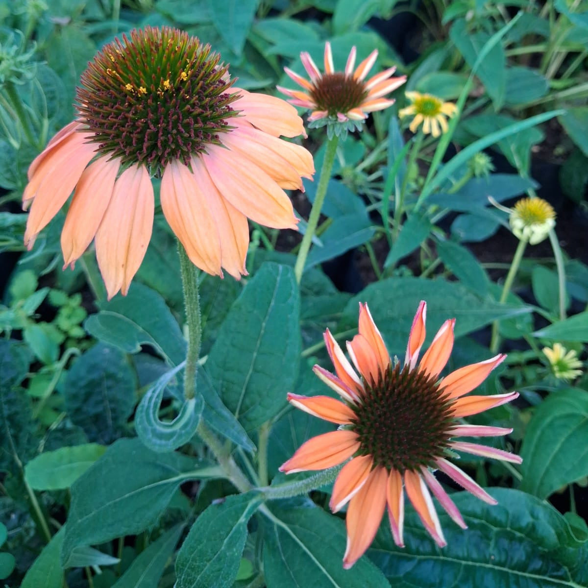 Echinacea - Echinacea purpurea