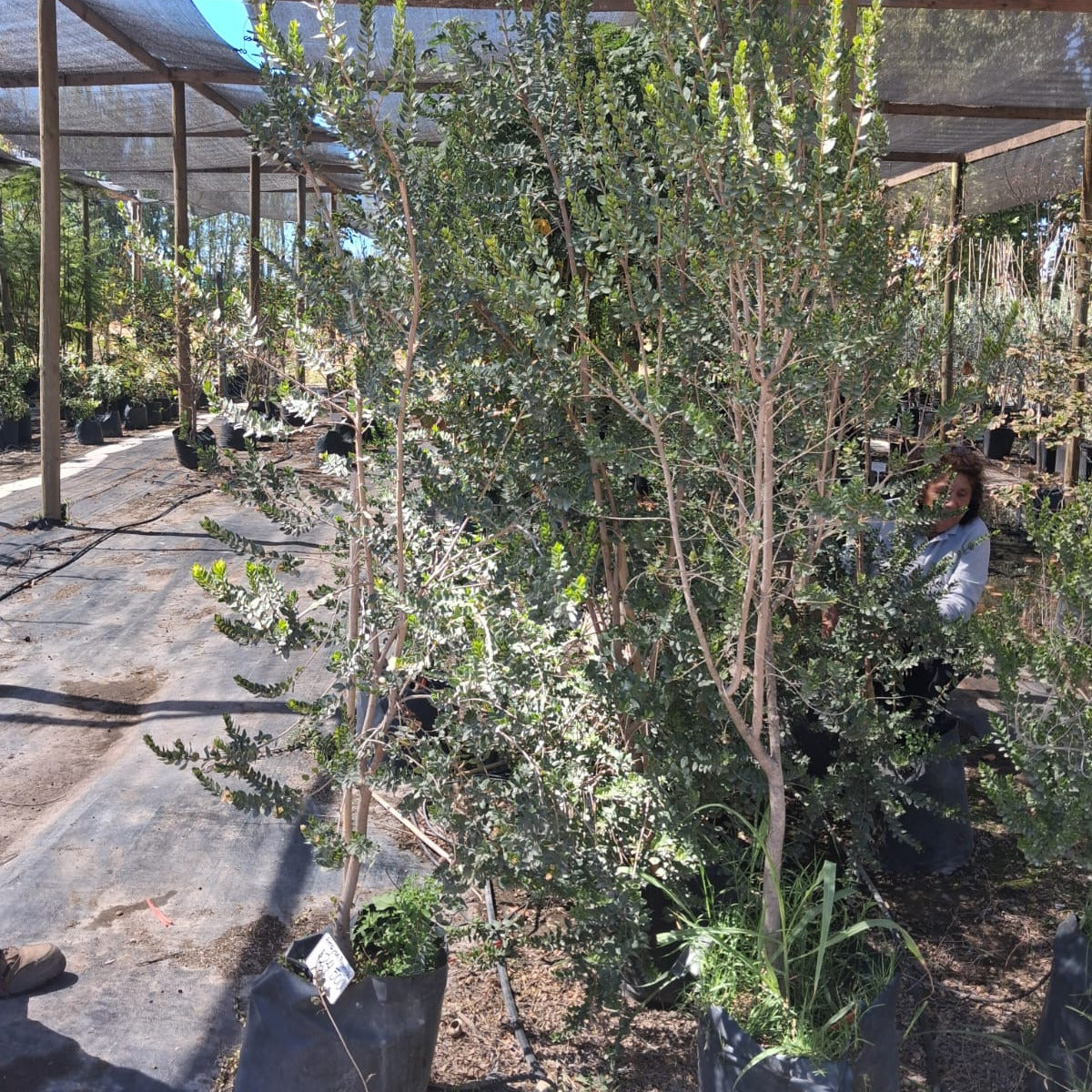 Arrayan - Luma Chequen, Myrceugenia apiculata.