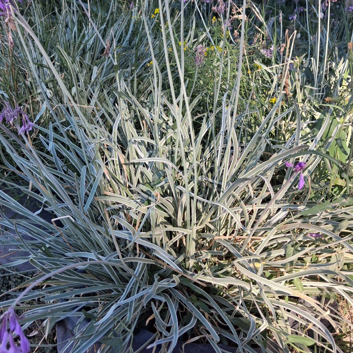 Thulbagia violácea ¨variegatta¨- Allium Variegado