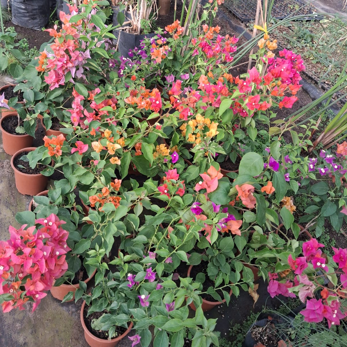 Bougainvillea - Bougainvillea Spp.