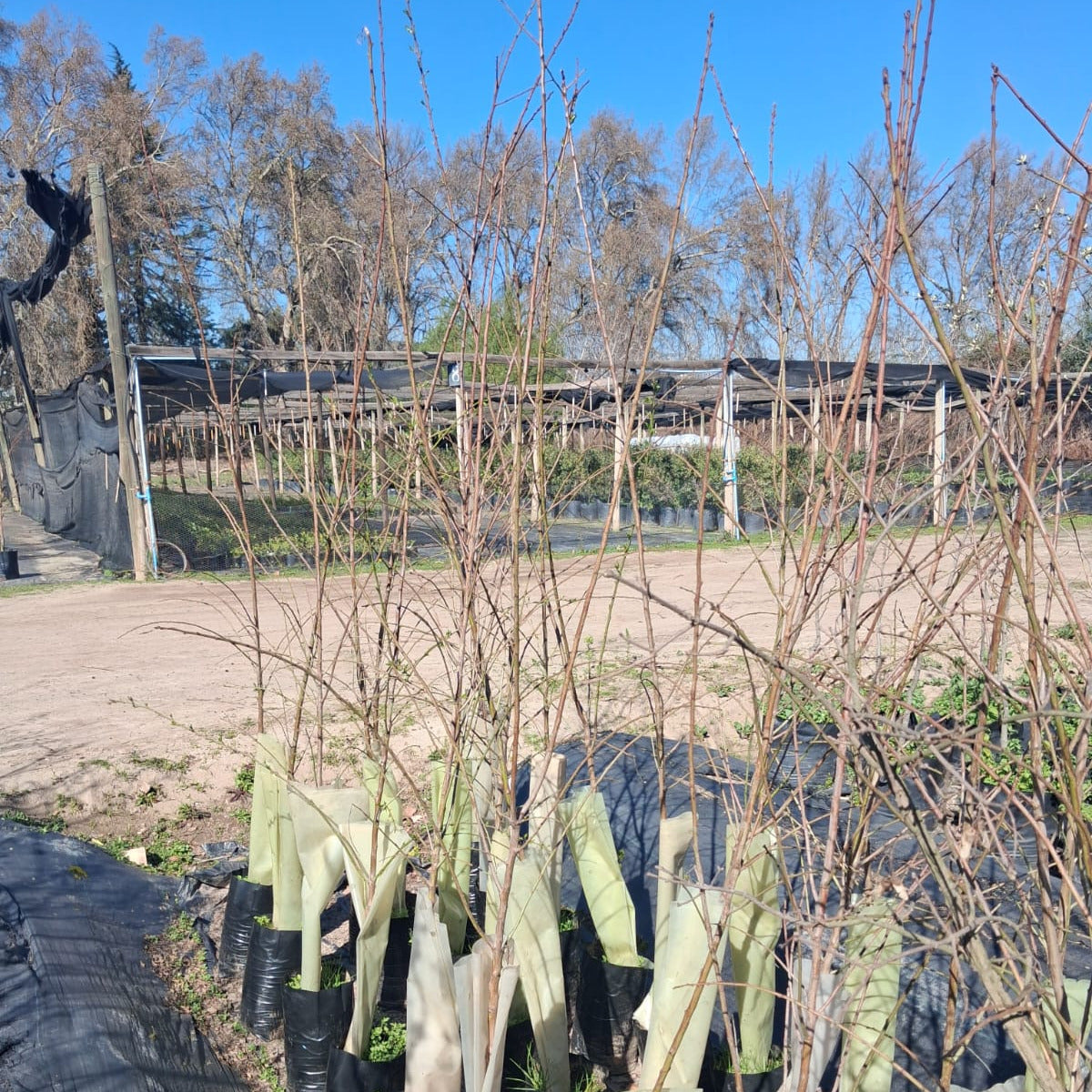 Almendro Non Pareil - Prunus Dulcis Var. Non Pareil