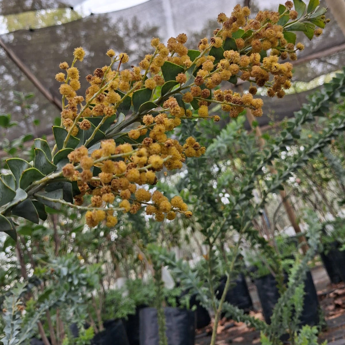 Acacia Cultriforme.-Acacia Cuchillo