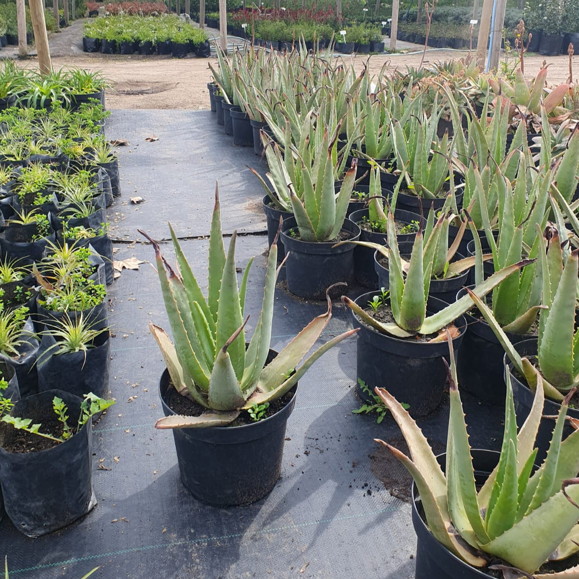 aloe vera para plantas Aloe – Aloe Vera- Aloe barbadensis Miller