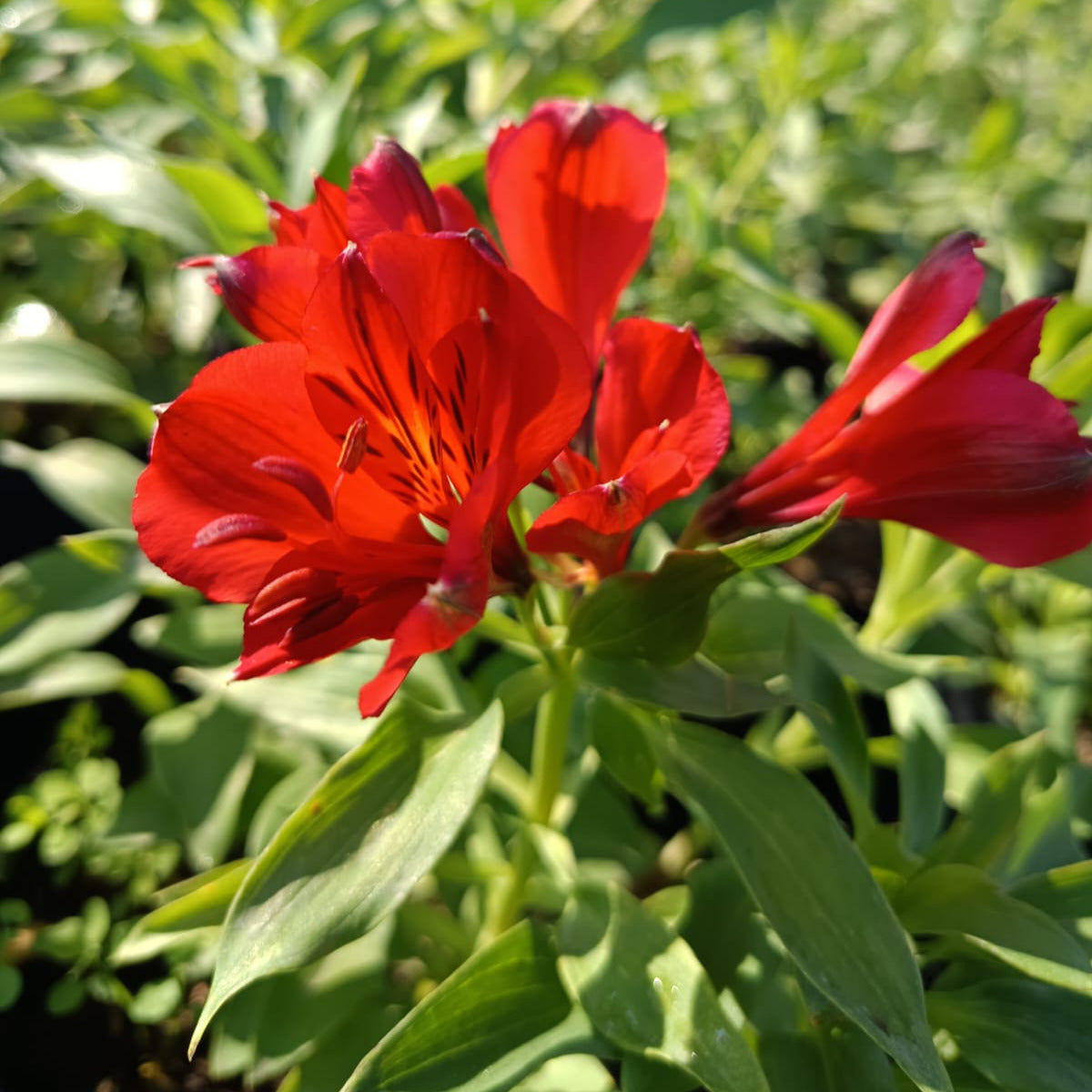 Alstroemeria - Alstroemeria Sp. Roja