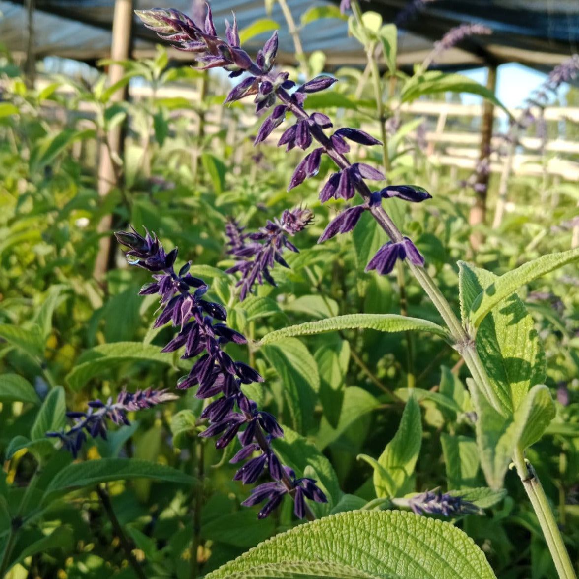 Salvia Antony Parker