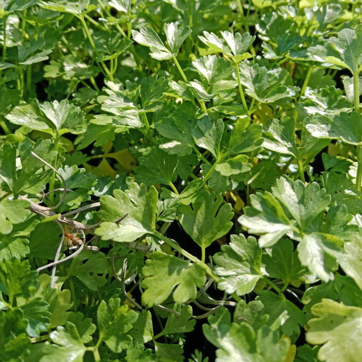 Apio- Apium graveolens