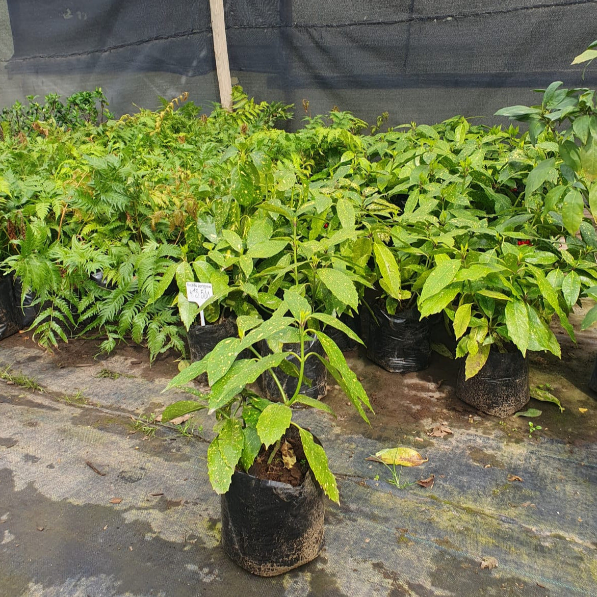 Aucuba Variegada - Aucuba Japonica crotonifolia