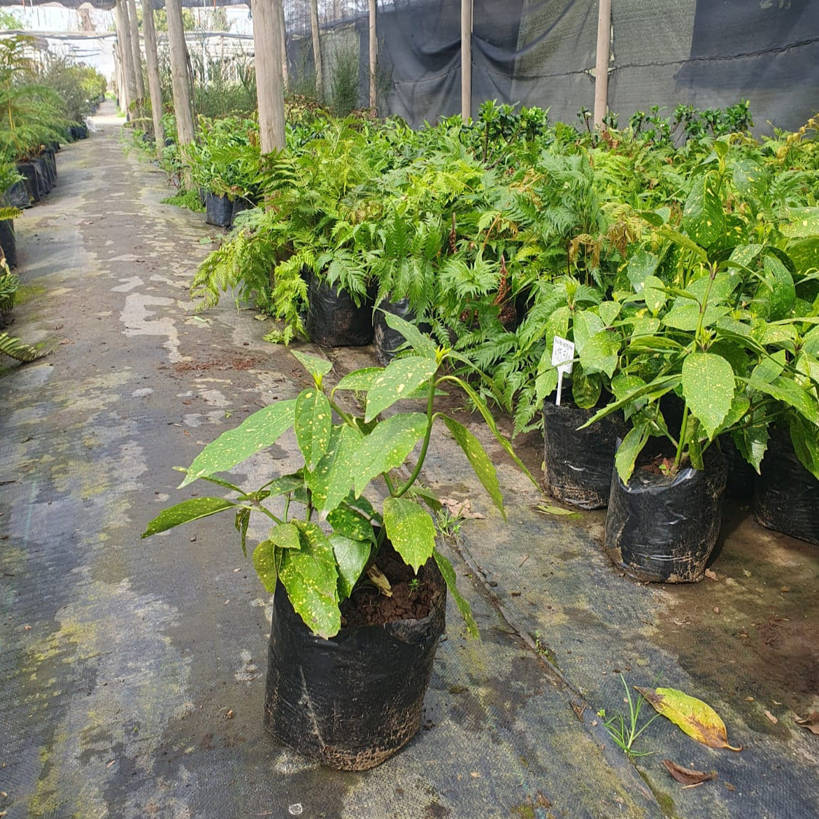 Aucuba Variegada - Aucuba Japonica crotonifolia