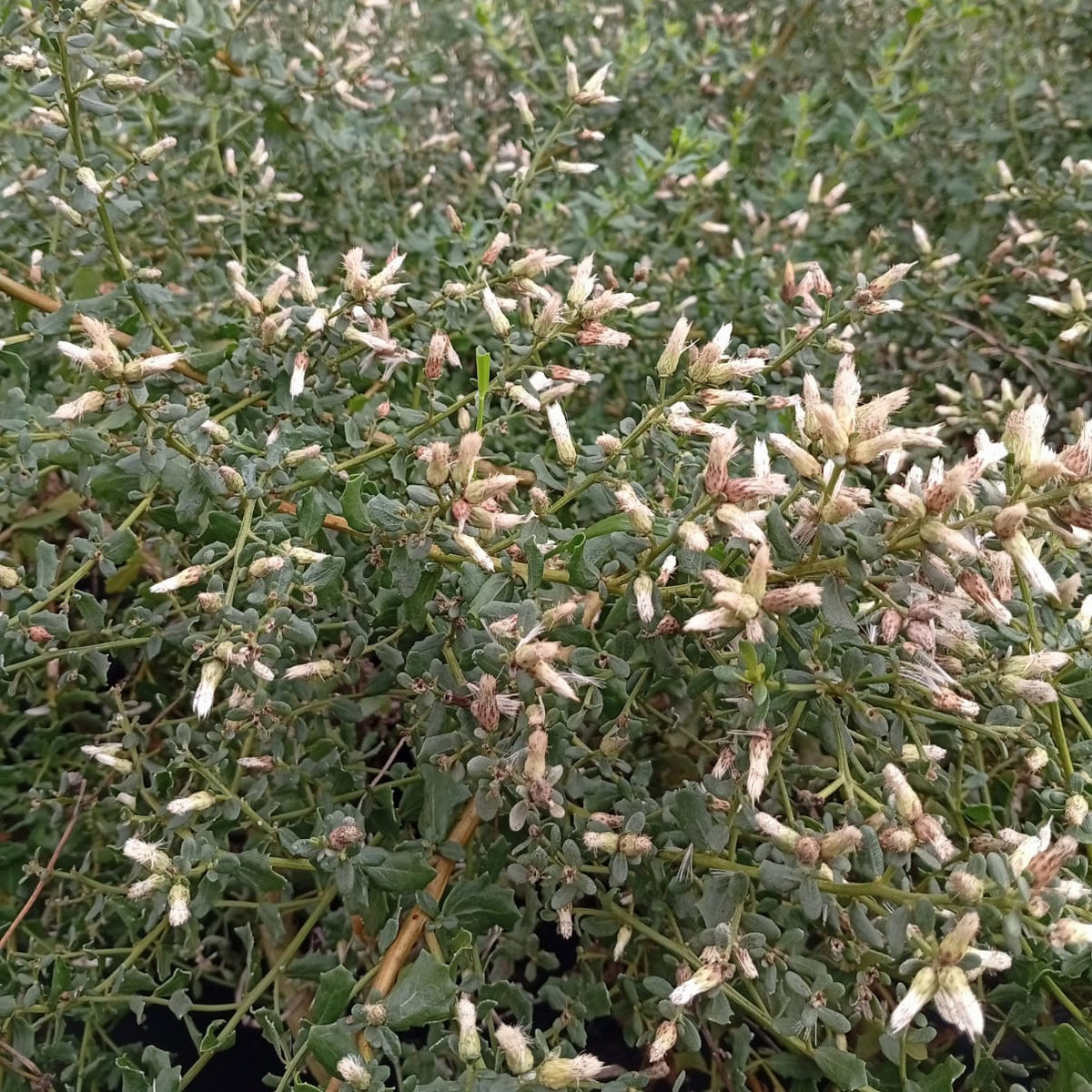 Baccaris rastrero- Baccaris magellanica