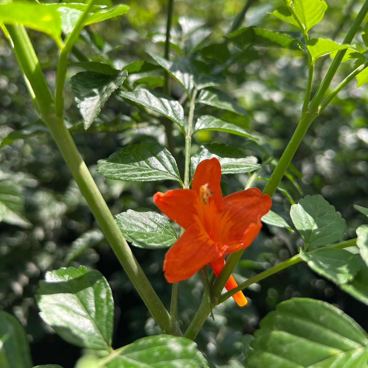 Bignonia naranja-  Tecoma capensis