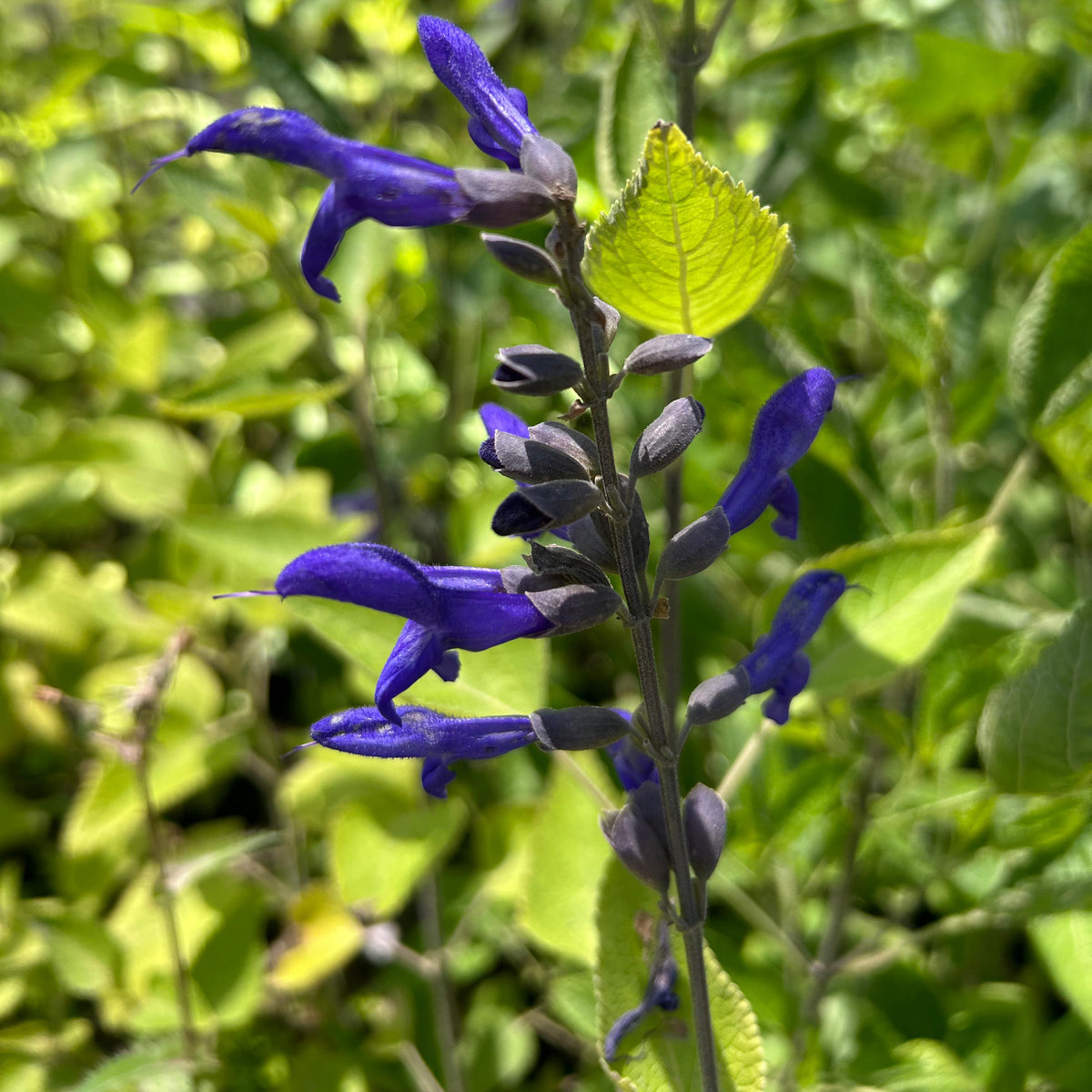 Salvia Black And Blue - Salvia Black And Blue " Guaranitica"