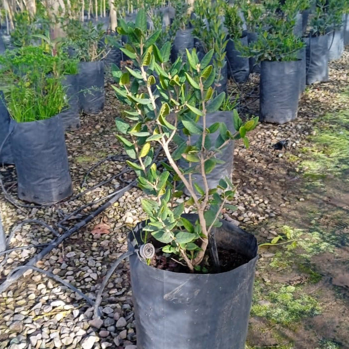 Boldo - Peumus Boldus