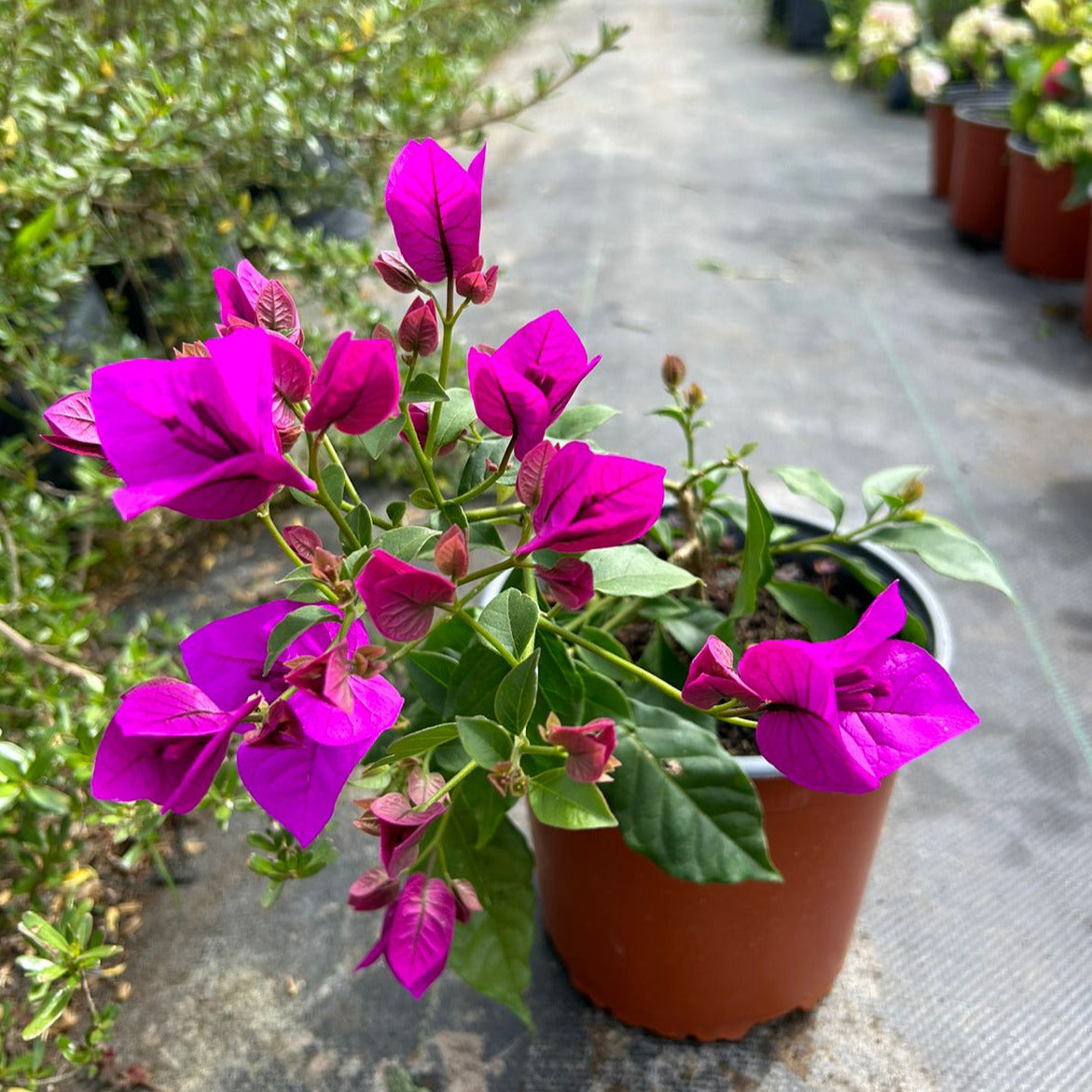 Bougainvillea - Bougainvillea Spp.