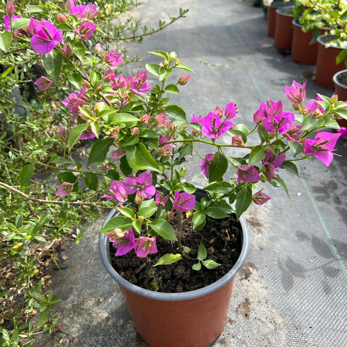 Bougainvillea - Bougainvillea Spp.