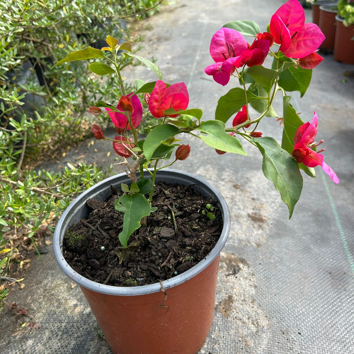 Bougainvillea - Bougainvillea Spp.