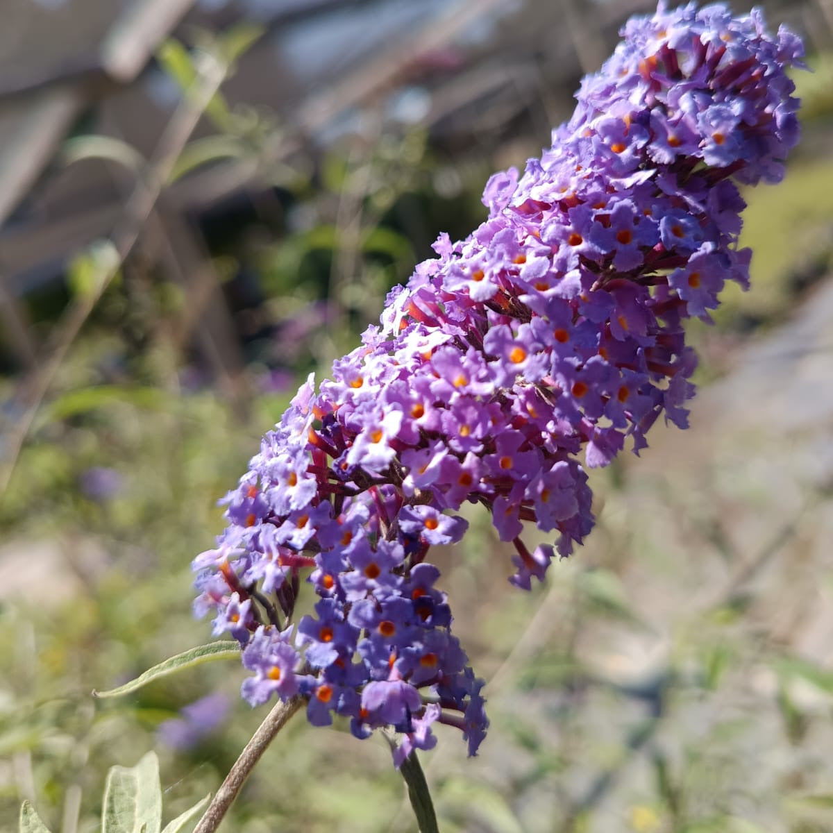 Buddleja - Buddleja Davidii Lila azulado
