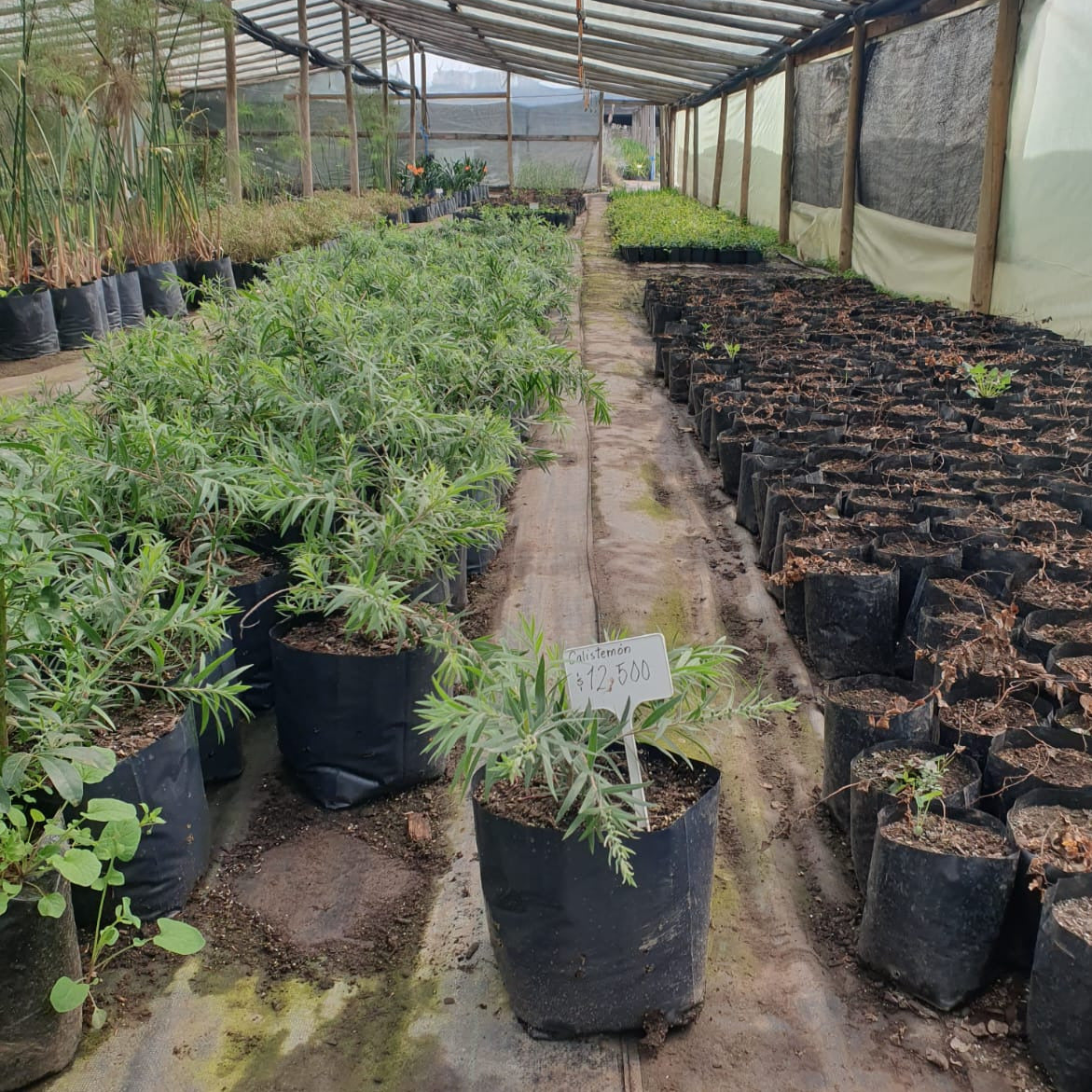 Calistemón - Callistemon Citrinus