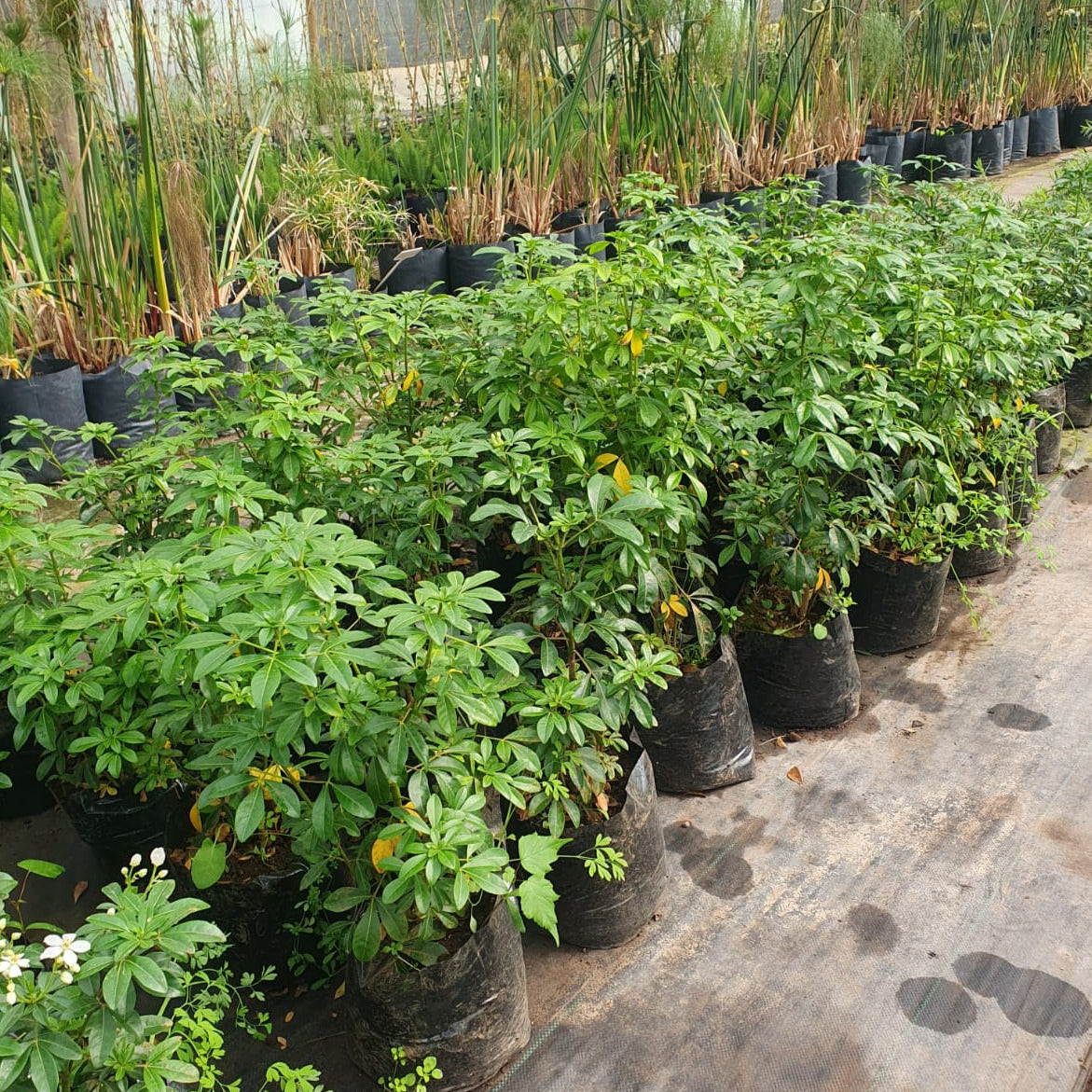 Choisya- Choisya Ternata