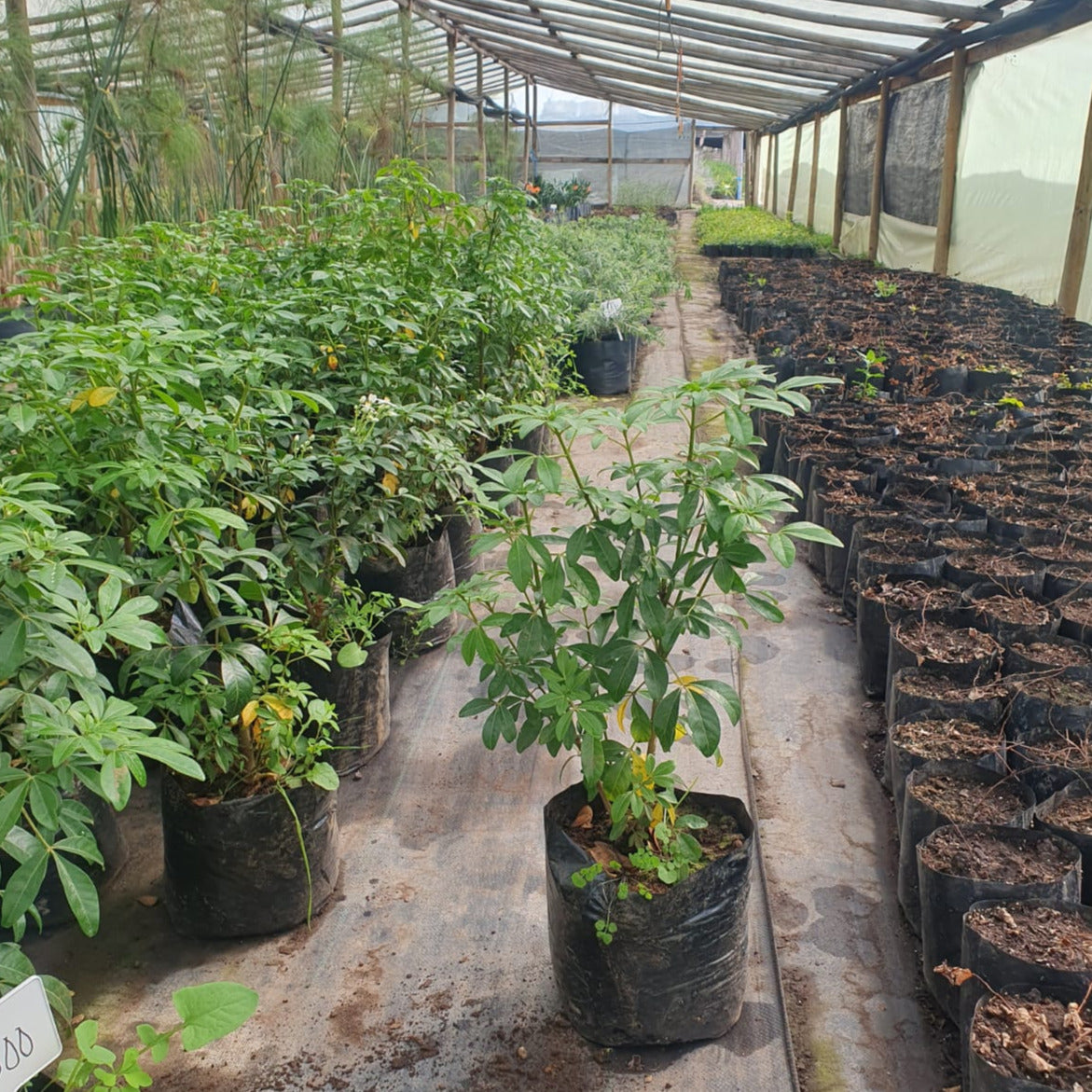 Choisya- Choisya Ternata