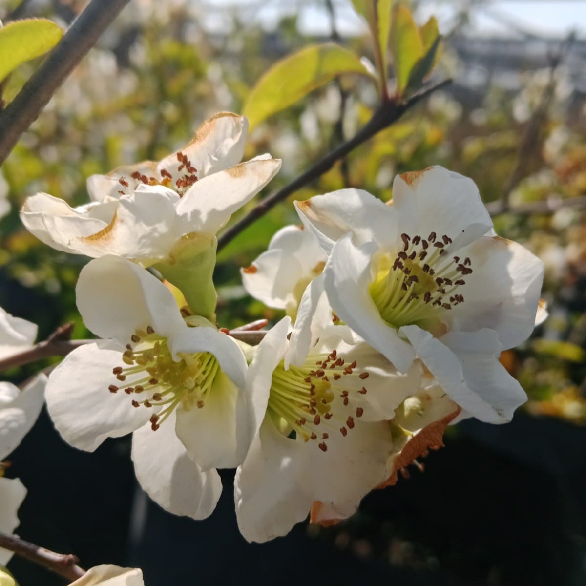 Cydonia Japónica- Chaenomeles japonica