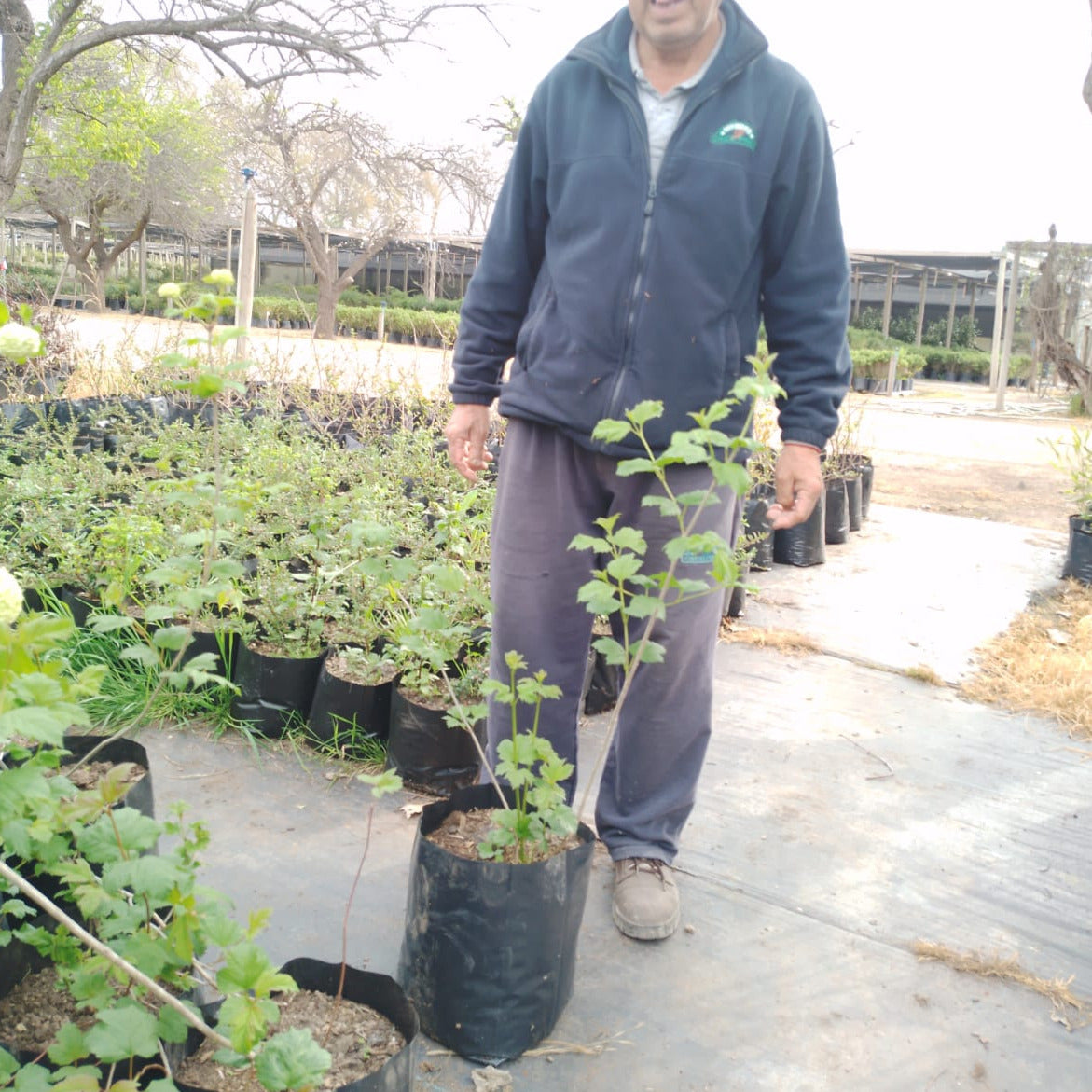 Copo De Nieve - Viburnum Opulus