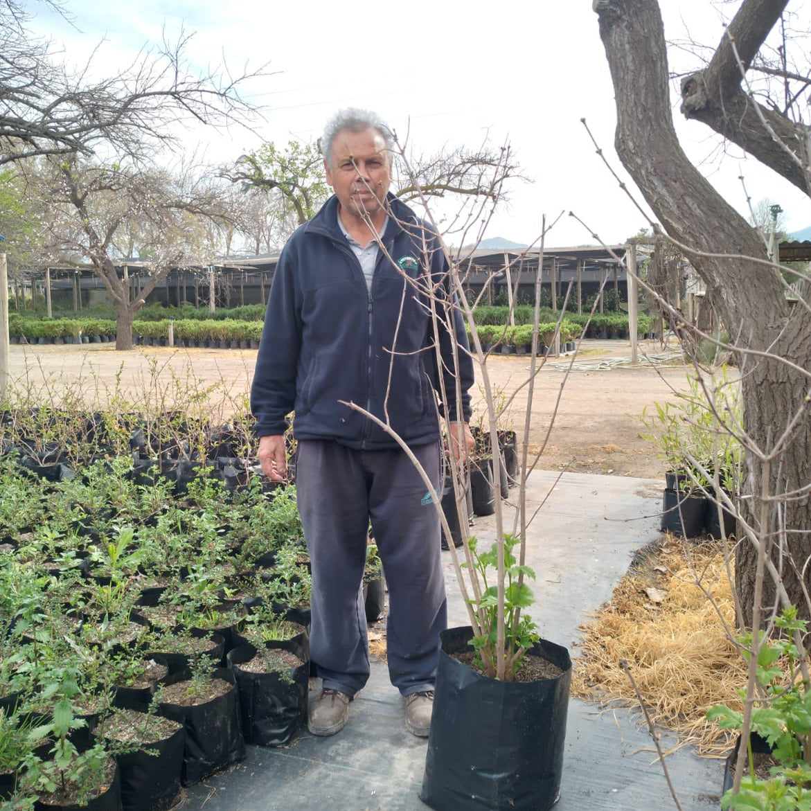 Copo De Nieve - Viburnum Opulus