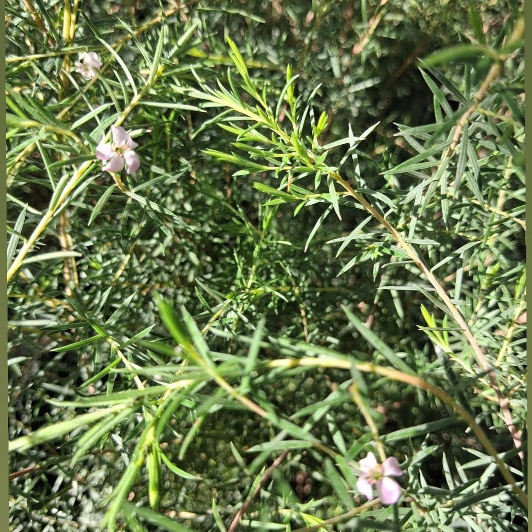 Diosma Arbustivo - Diosma Ericoides